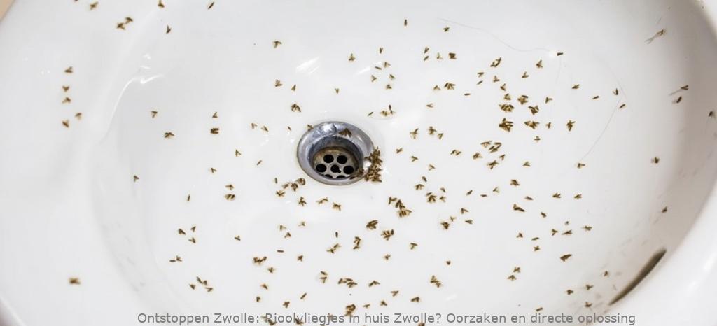 Rioolvliegjes in huis Zwolle? Oorzaken en directe oplossing
